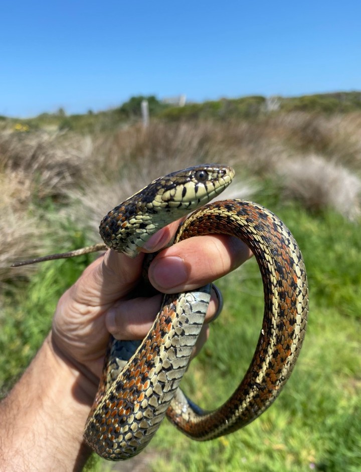 Coast Garter Snake